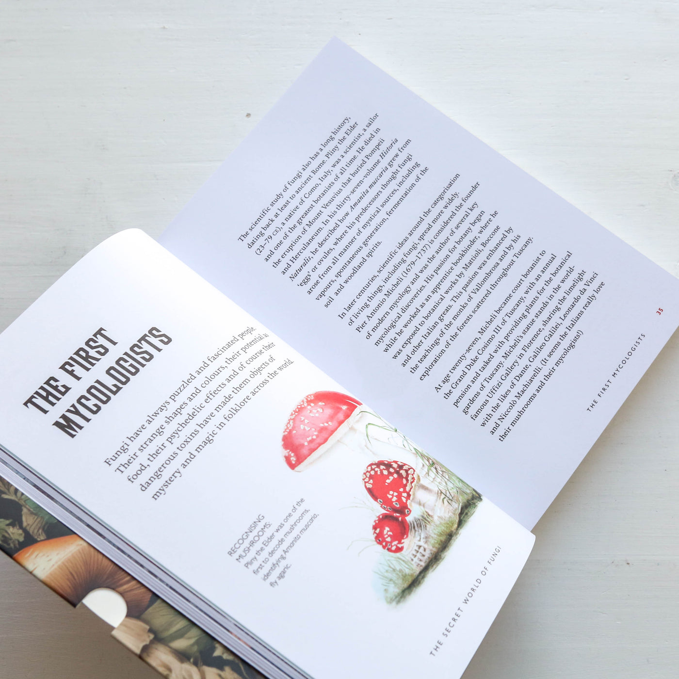Fungi Decoded - Encounters with Thirty Fungi