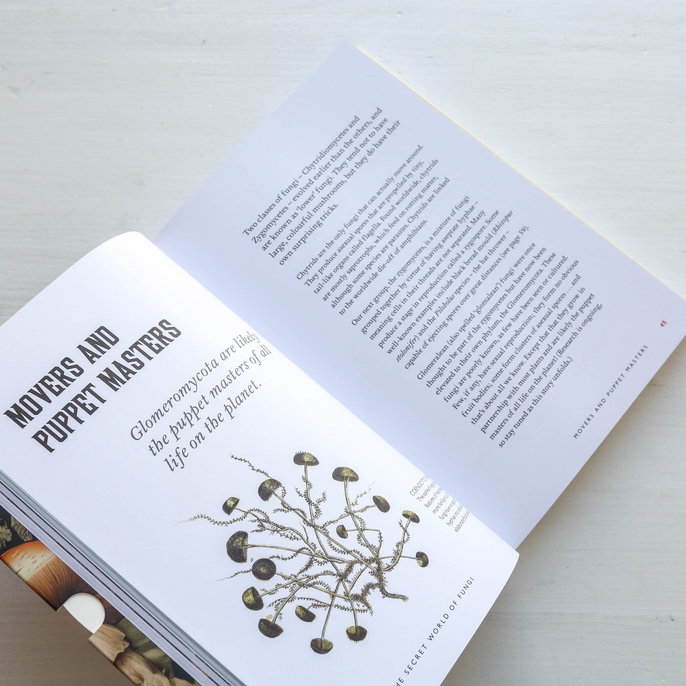 Fungi Decoded - Encounters with Thirty Fungi