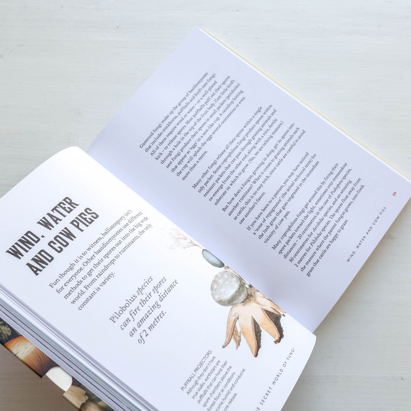 Fungi Decoded - Encounters with Thirty Fungi