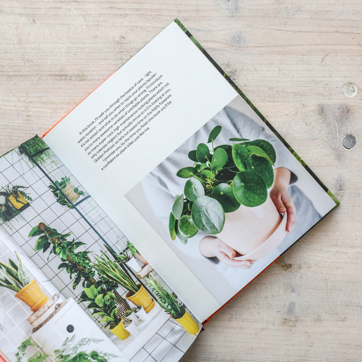 The Unkillables : 40 resilient house plants for new plant parents