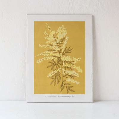 Mimosa Print - 30 x 40cm