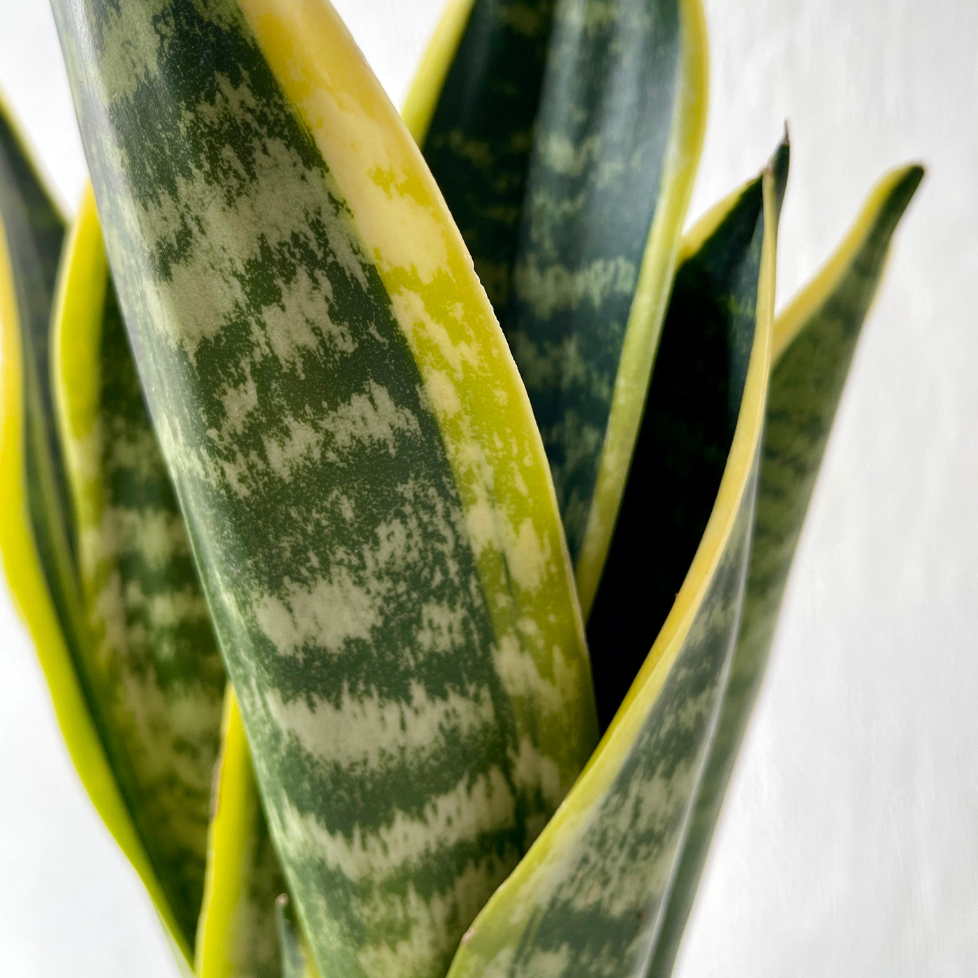 Small Sansevieria Futura Superba 'Snake Plant'