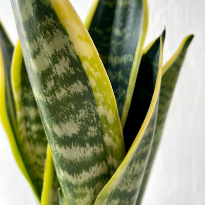 Small Sansevieria Futura Superba 'Snake Plant'