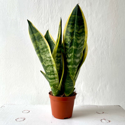 Small Sansevieria Futura Superba 'Snake Plant'