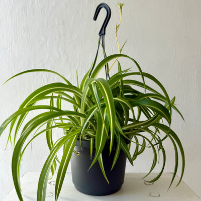 Large Hanging Chlorophytum Bonnie - Spider Plant