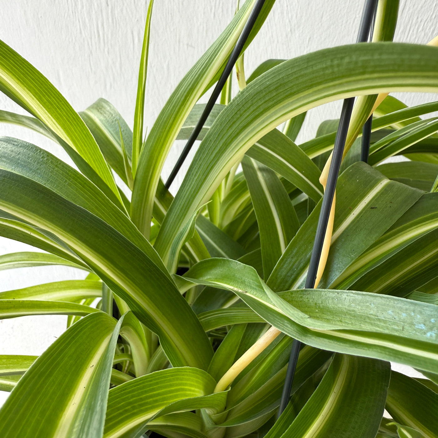 Large Hanging Chlorophytum Bonnie - Spider Plant