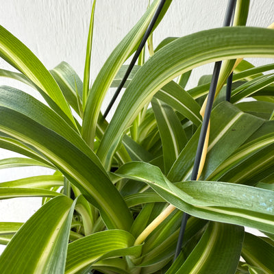 Large Hanging Chlorophytum Bonnie - Spider Plant