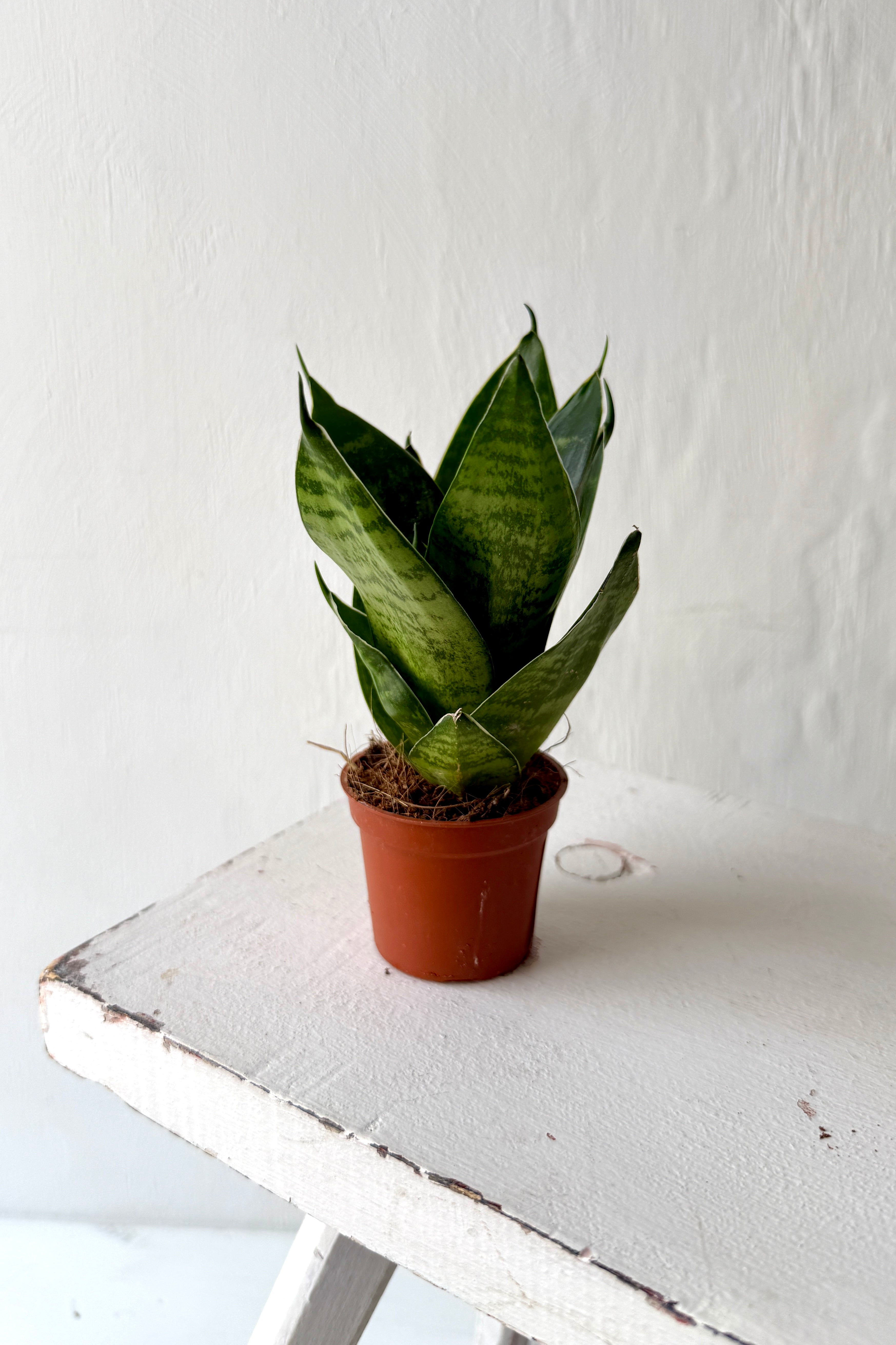 Mini Sansevieria Trifasciata Golden Hahnii 'Snake Plant' - Mix – Berylune