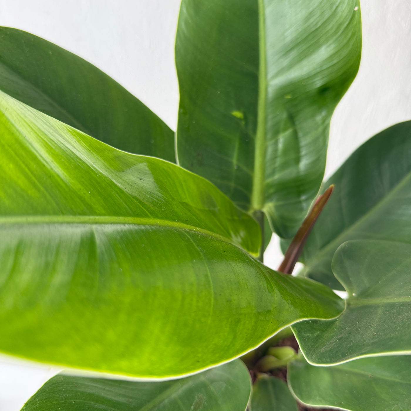 philodendron imperial green height Large Philodendron 'Imperial Green' – Berylune