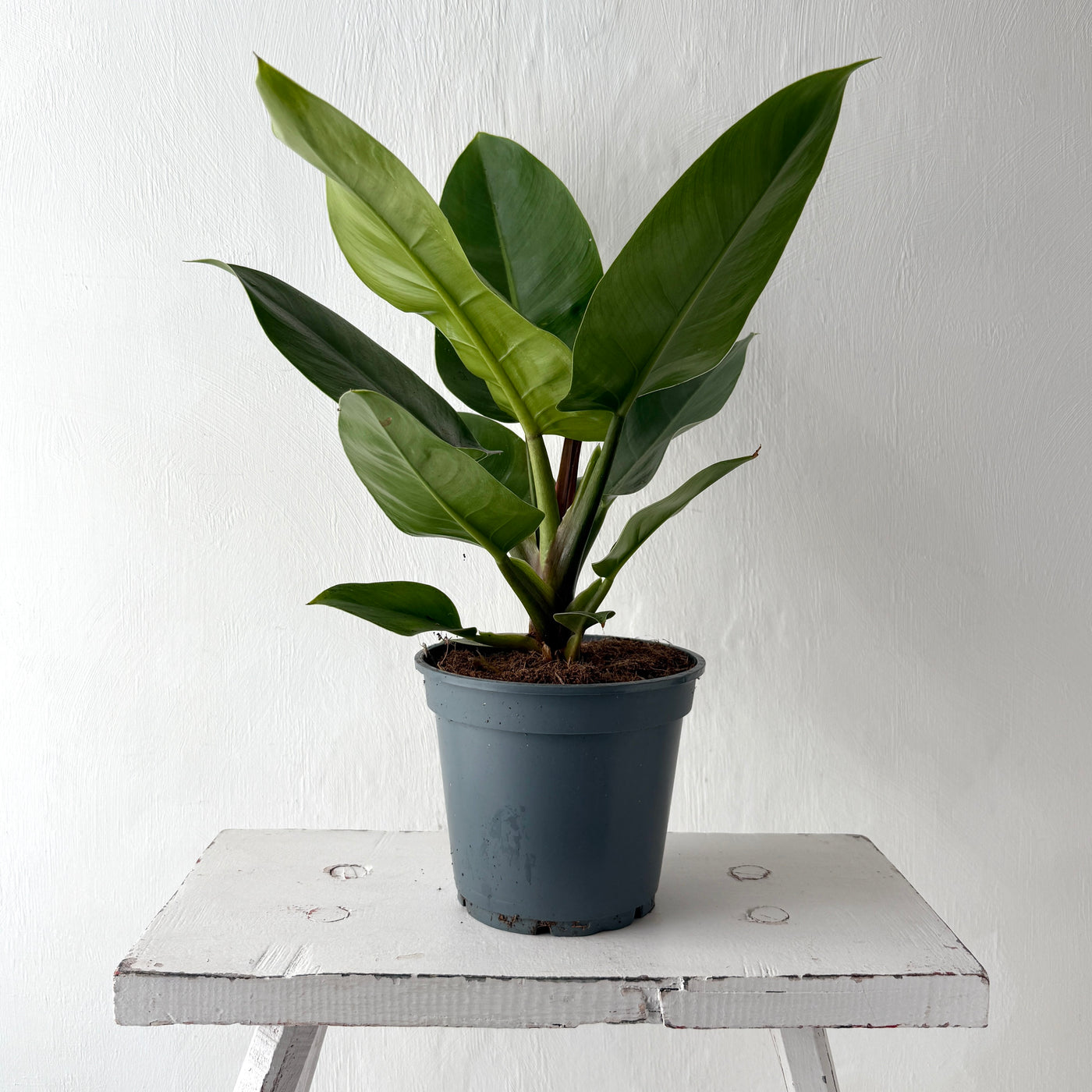jumbo philodendron imperial green Large Philodendron 'Imperial Green' – Berylune