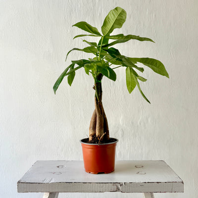 Pachira Aquatica - Money Tree