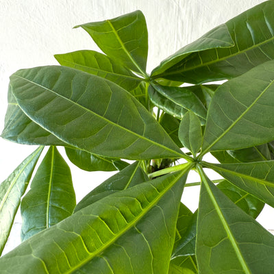 Pachira Aquatica - Money Tree
