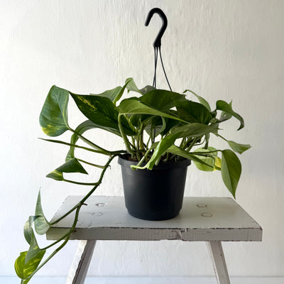 Large Hanging Epipremnum Aureum 'Golden Pothos'