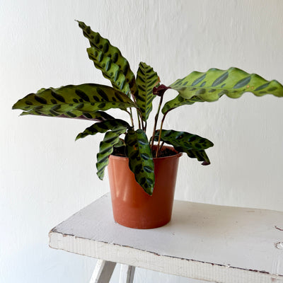 Calathea 'Insigne'