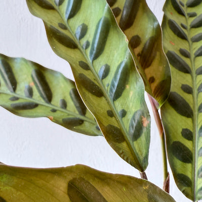 Calathea 'Insigne'