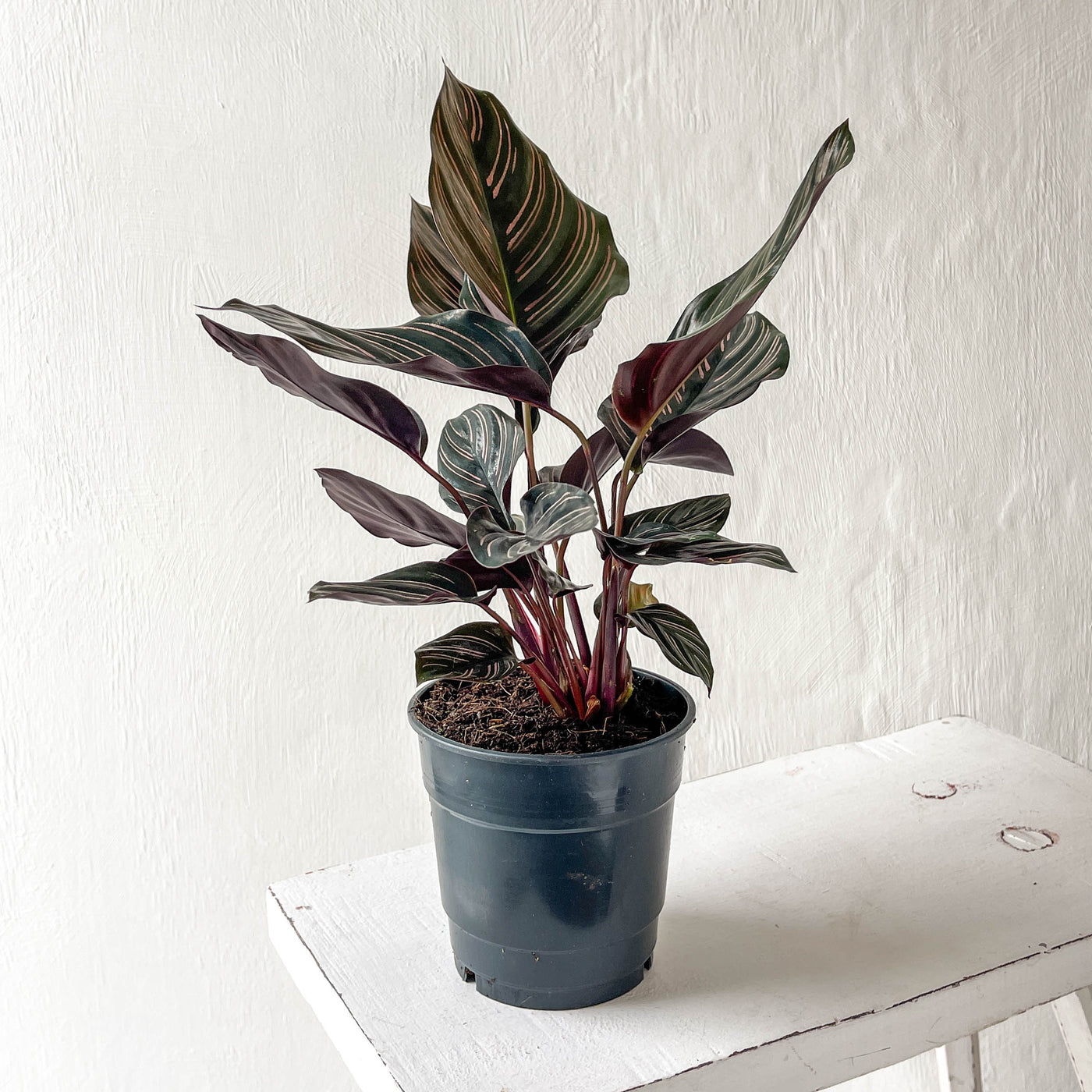 Calathea 'Sanderiana Ornata'