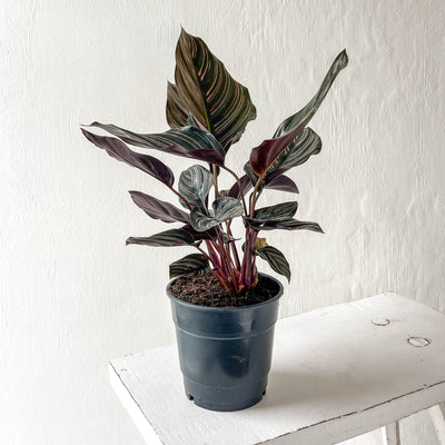 Calathea 'Sanderiana Ornata'