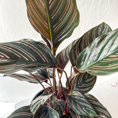 Calathea 'Sanderiana Ornata'