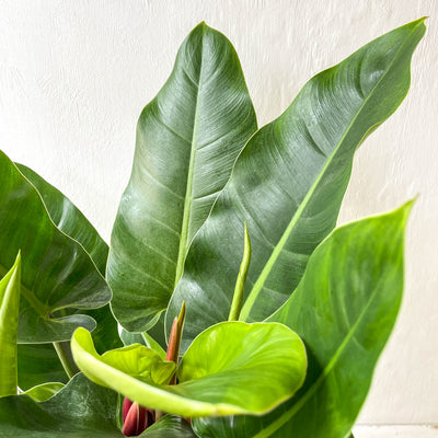 Large Philodendron 'Imperial Green'