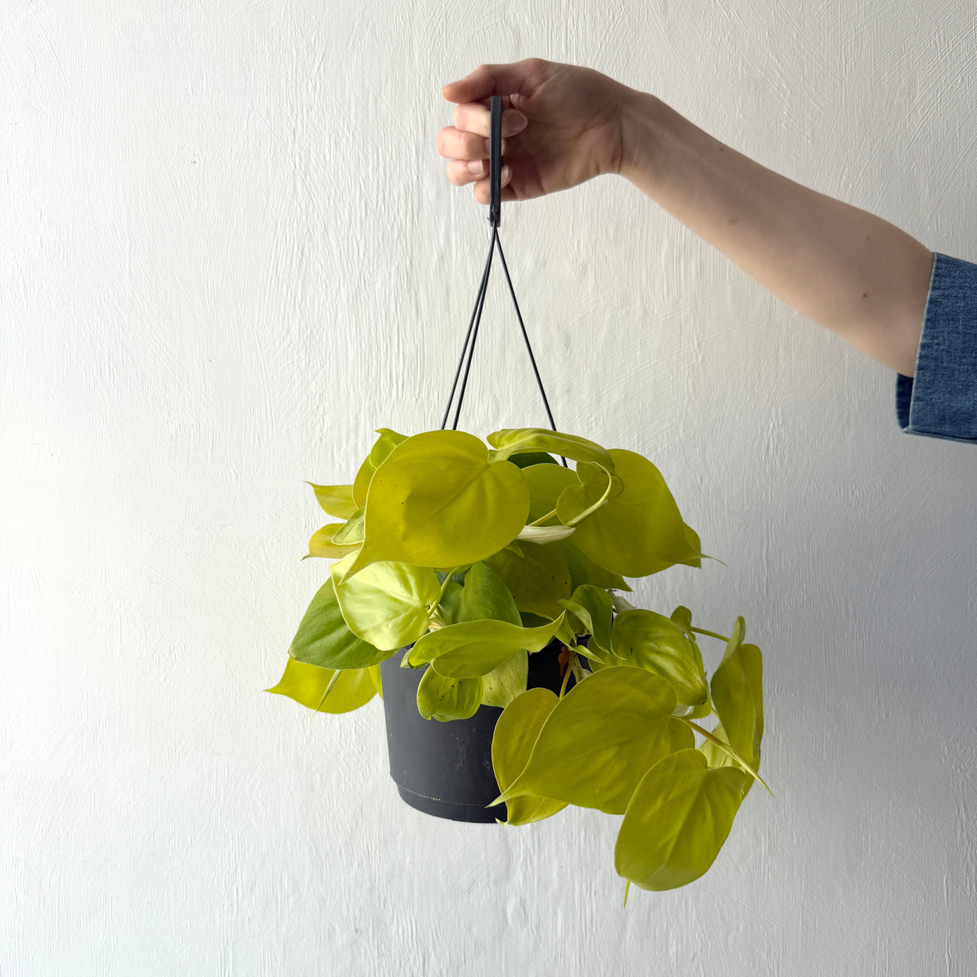Hanging Philodendron Scandens 'Lemon and Lime' - Heart Leaf Plant