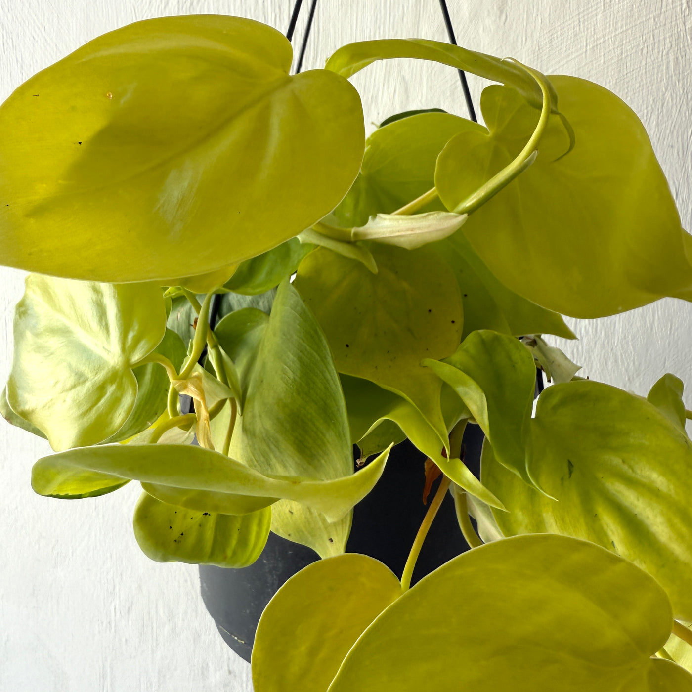 Hanging Philodendron Scandens 'Lemon and Lime' - Heart Leaf Plant