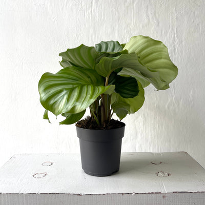 Calathea 'Orbifolia'