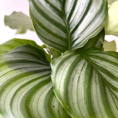 Calathea 'Orbifolia'