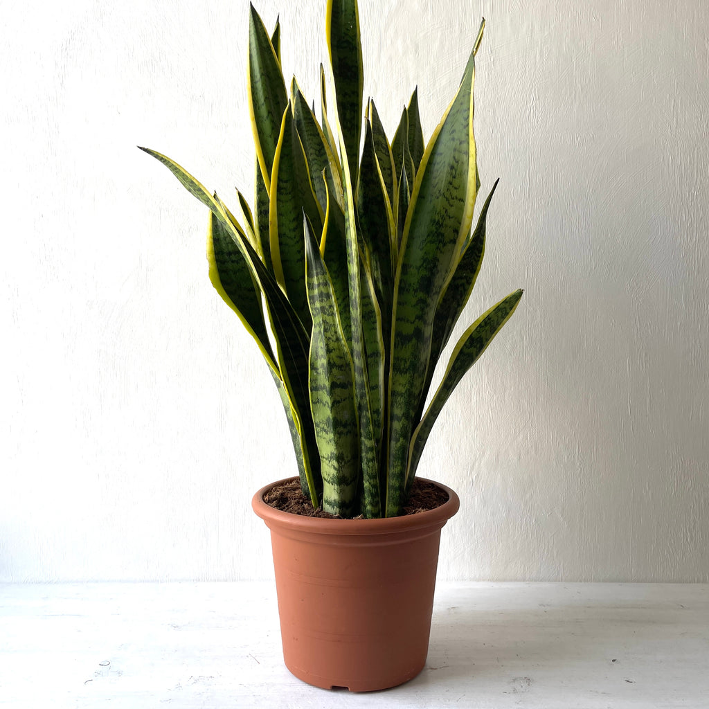 sansevieria trifasciata ikea Large Sansevieria Trifasciata Laurentii 'Snake Plant' – Berylune