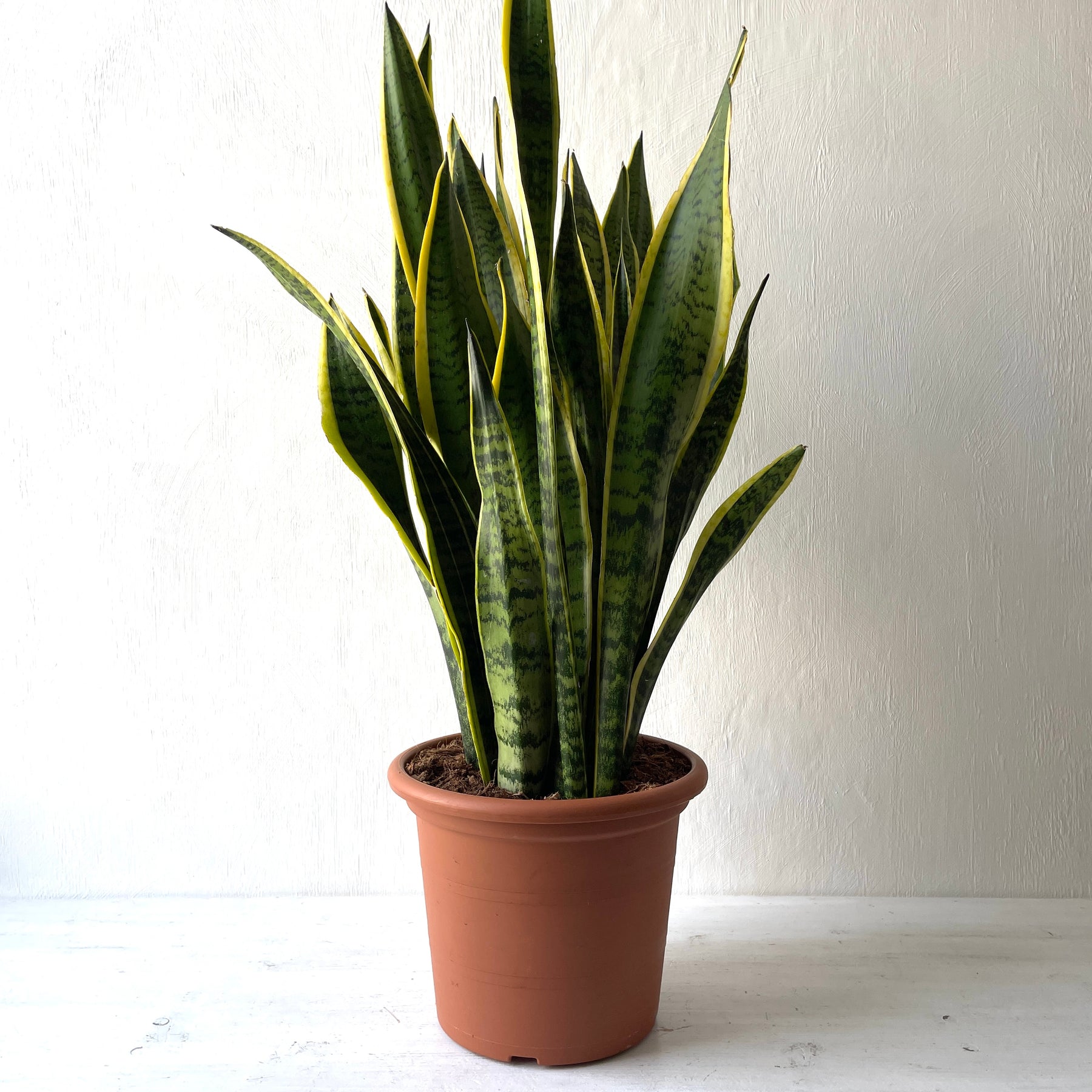 sansevieria trifasciata uk Large Sansevieria Trifasciata Laurentii 'Snake Plant' – Berylune