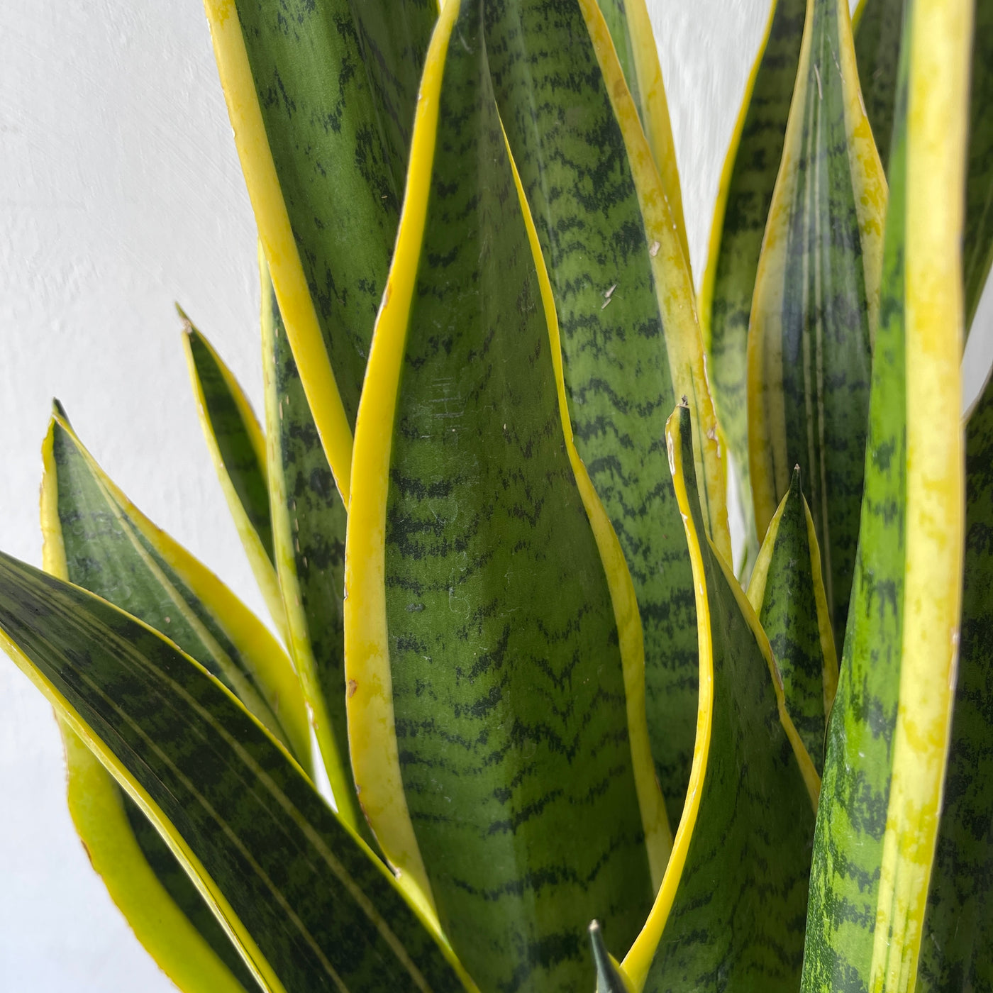 buy large snake plant uk Large Sansevieria Trifasciata Laurentii 'Snake Plant' – Berylune