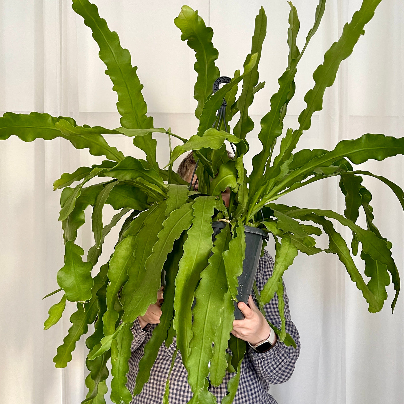 Giant Epiphyllum Anguliger 'Beavertail'