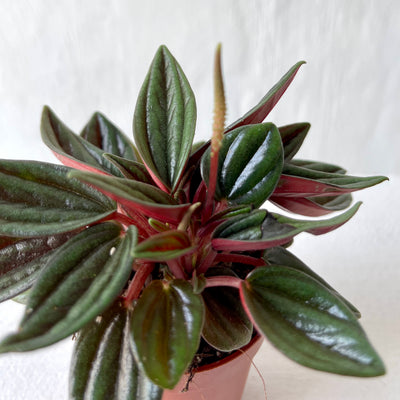 Mini Peperomia 'Rosso'