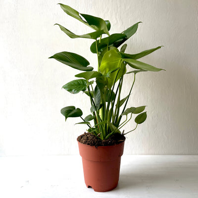 Large Monstera Deliciosa 'Swiss Cheese Plant'