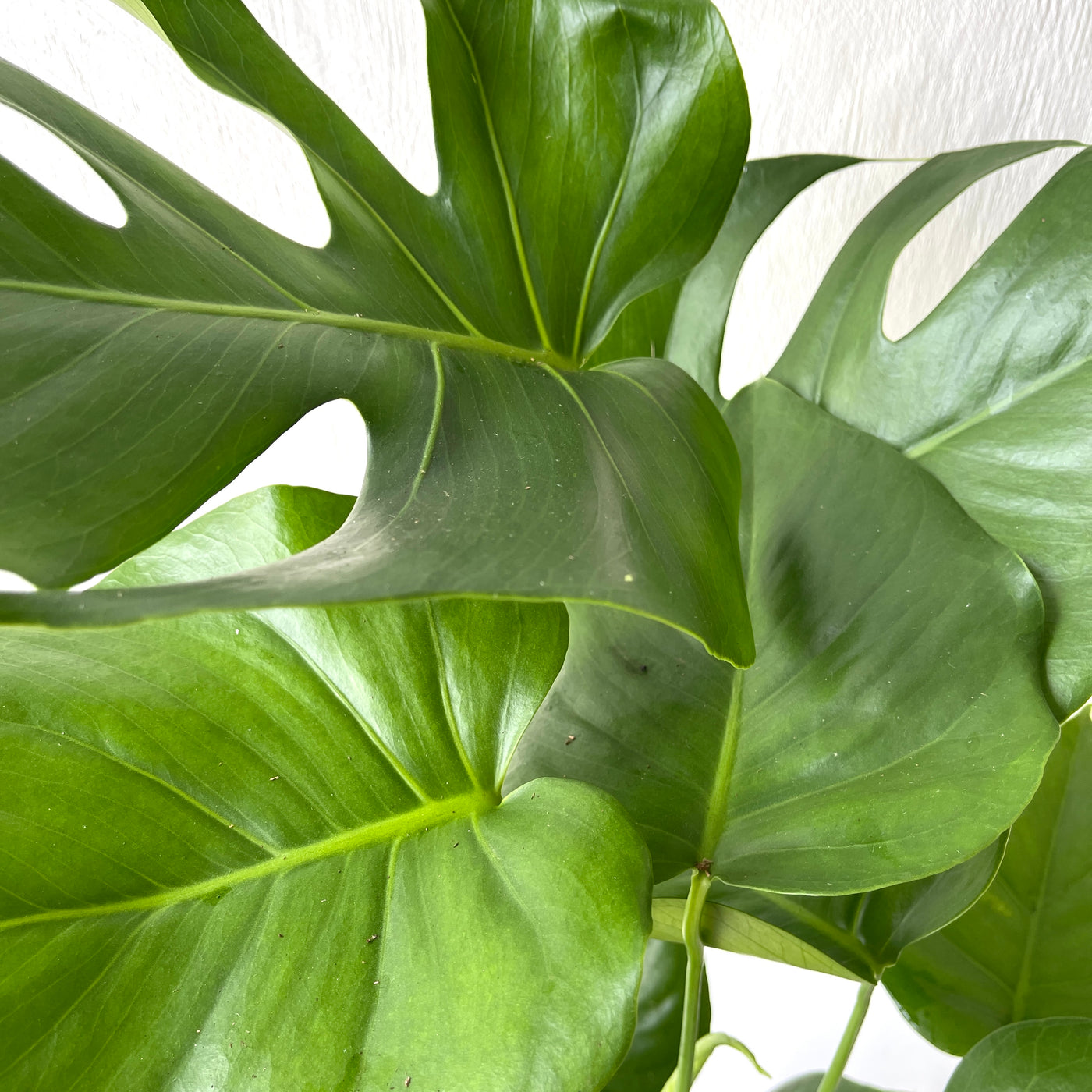 Large Monstera Deliciosa 'Swiss Cheese Plant'