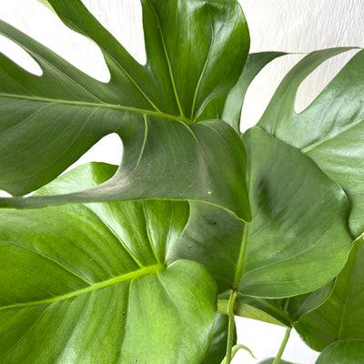 Large Monstera Deliciosa 'Swiss Cheese Plant'
