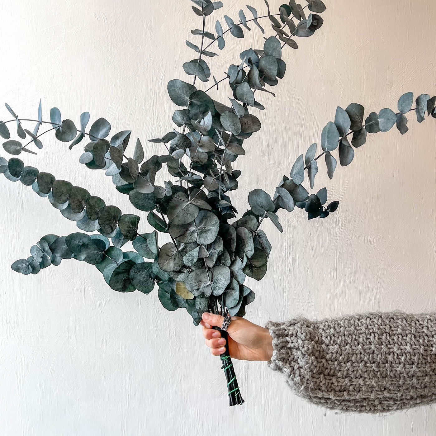 Bunch of Preserved Eucalyptus - Silvery Blue LOCAL PICK UP ONLY