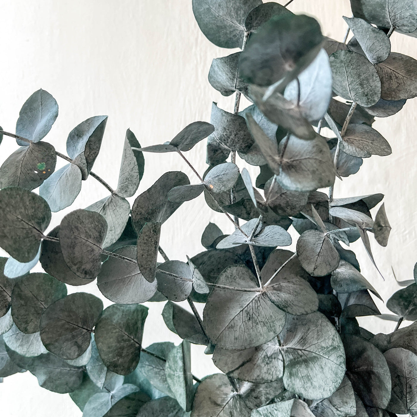 Bunch of Preserved Eucalyptus - Silvery Blue LOCAL PICK UP ONLY
