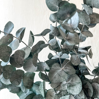 Bunch of Preserved Eucalyptus - Silvery Blue LOCAL PICK UP ONLY