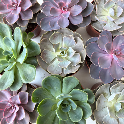Medium Succulent Echeveria - Mixed Varieties