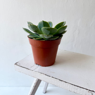 Medium Succulent Echeveria - Mixed Varieties