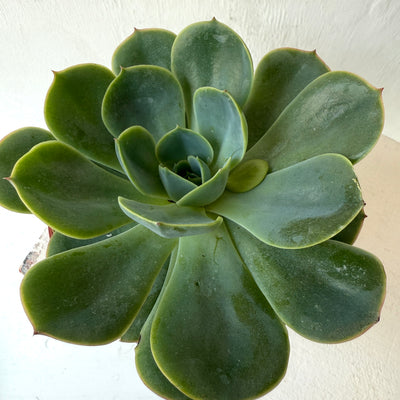 Medium Succulent Echeveria - Mixed Varieties