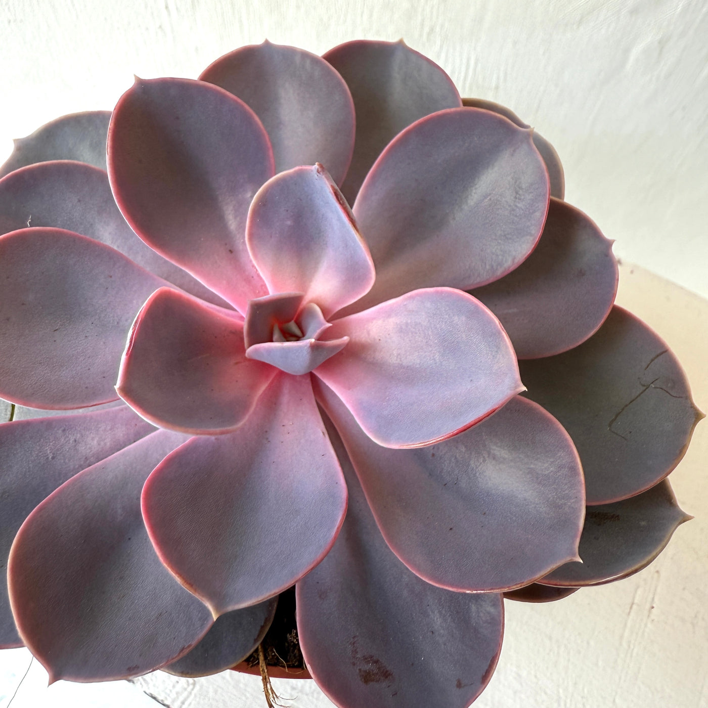 Medium Succulent Echeveria - Mixed Varieties