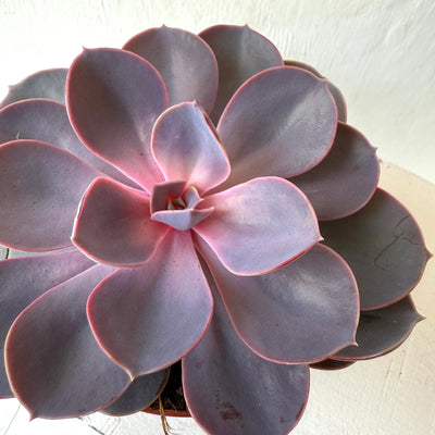 Medium Succulent Echeveria - Mixed Varieties
