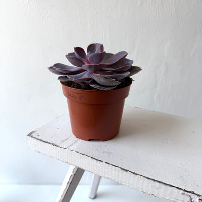 Medium Succulent Echeveria - Mixed Varieties