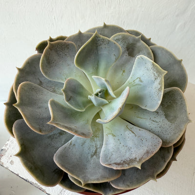 Medium Succulent Echeveria - Mixed Varieties