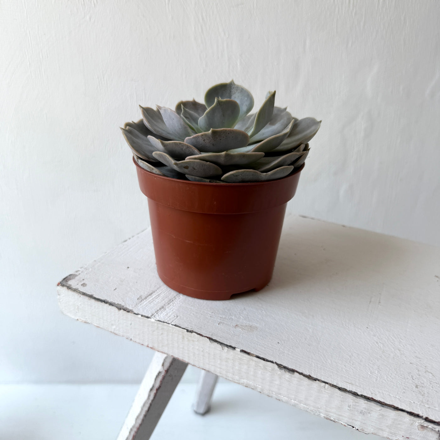 Medium Succulent Echeveria - Mixed Varieties