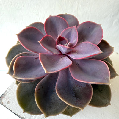 Medium Succulent Echeveria - Mixed Varieties
