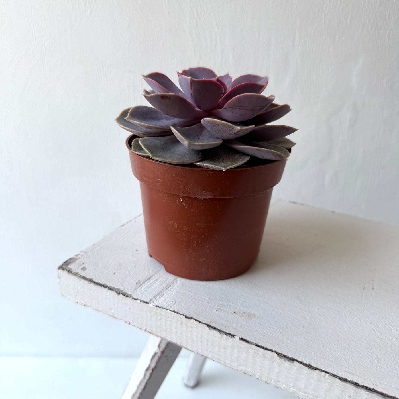 Medium Succulent Echeveria - Mixed Varieties