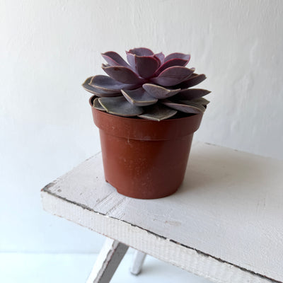 Medium Succulent Echeveria - Mixed Varieties