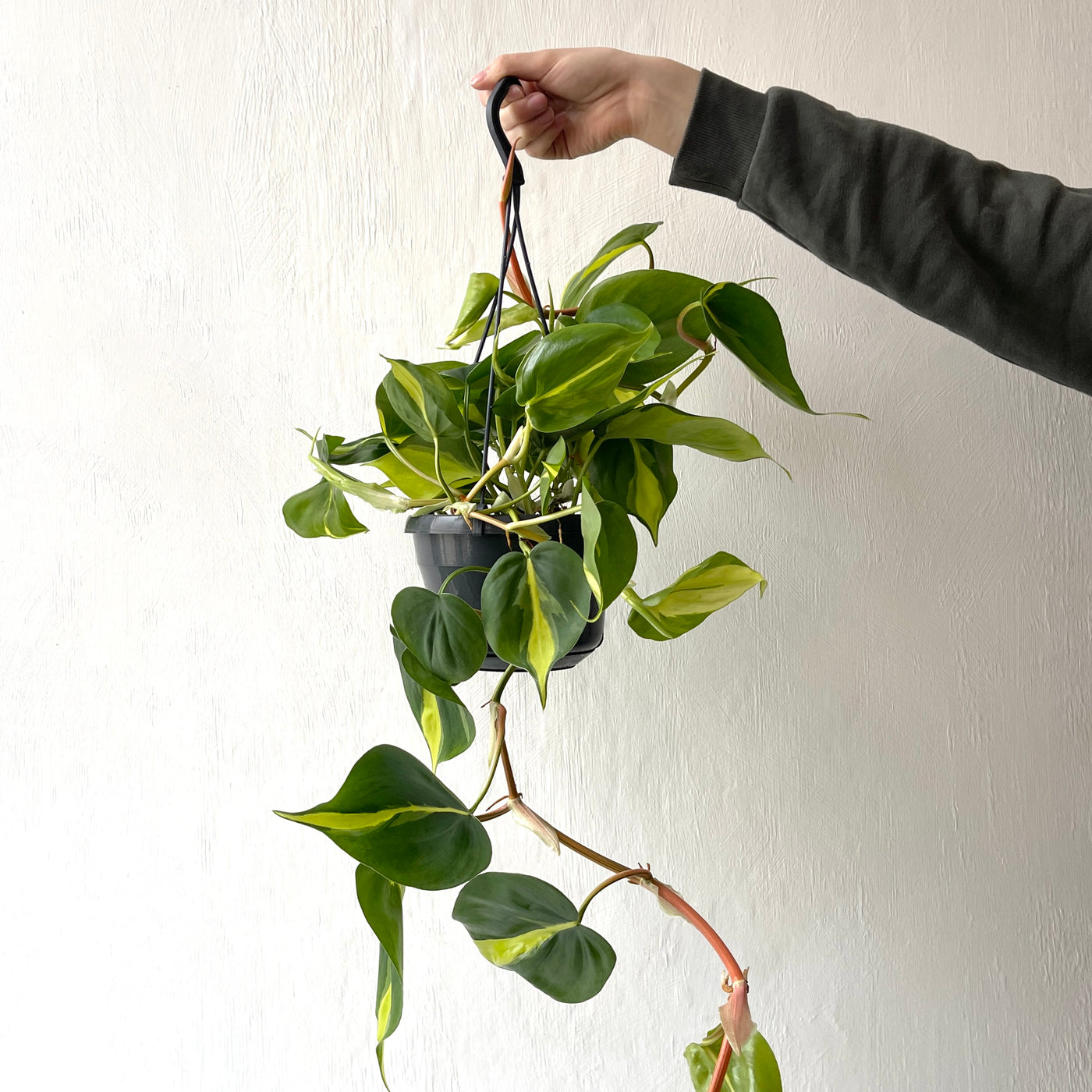 Large Hanging Philodendron Scandens 'Brazil' - Heart Leaf Plant